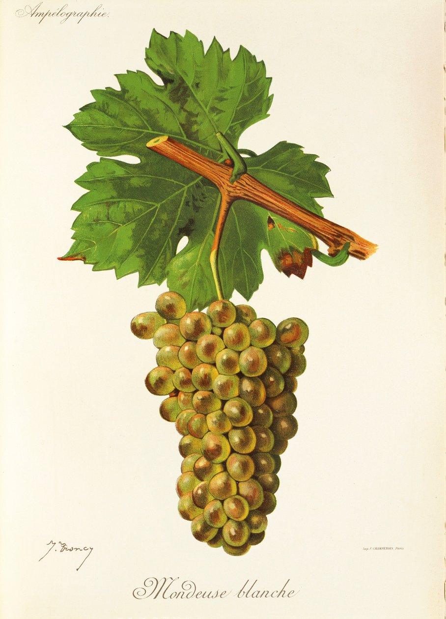 عنب Mondeuse Blanche بواسطة J. Troncy بواسطة جول ترونسي