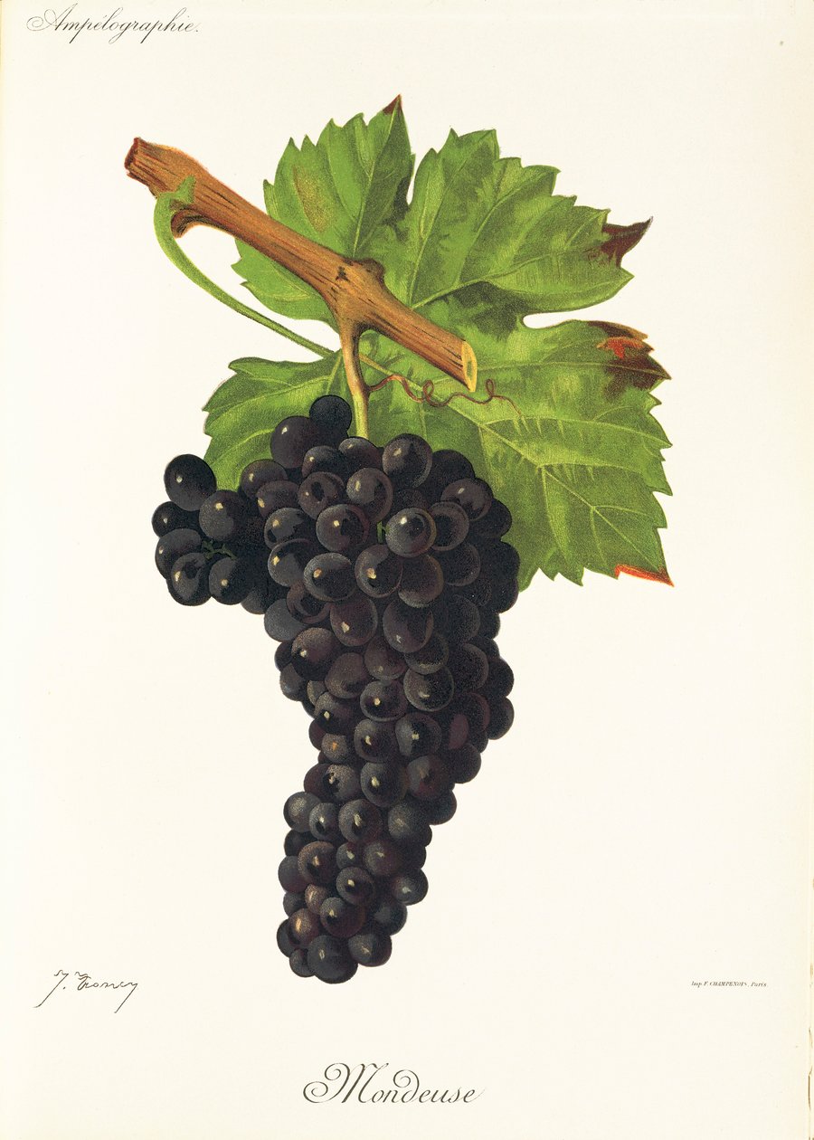 عنب Mondeuse بواسطة J. Troncy بواسطة جول ترونسي
