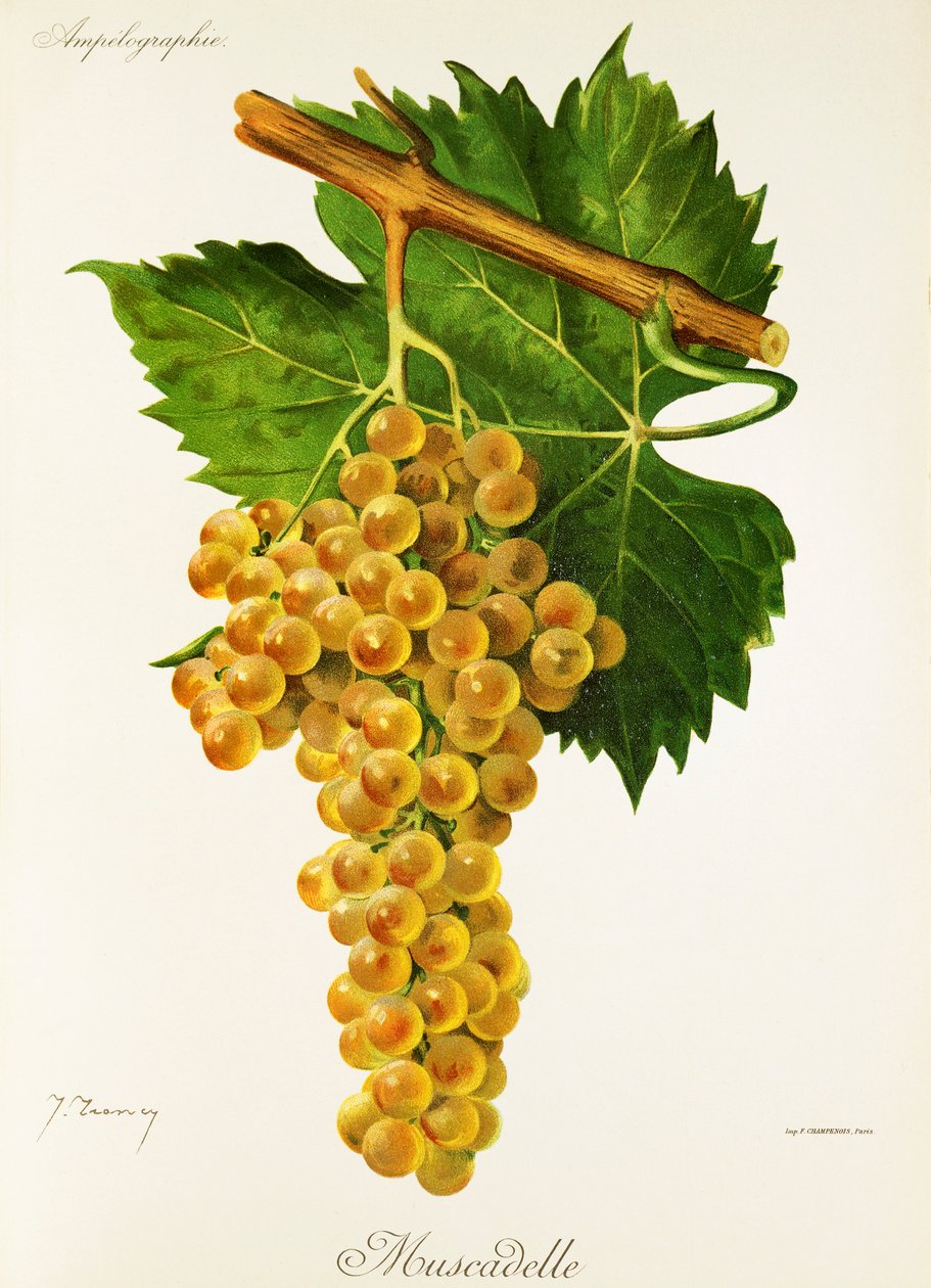 Muscadelle Grape بواسطة J. Troncy بواسطة جول ترونسي