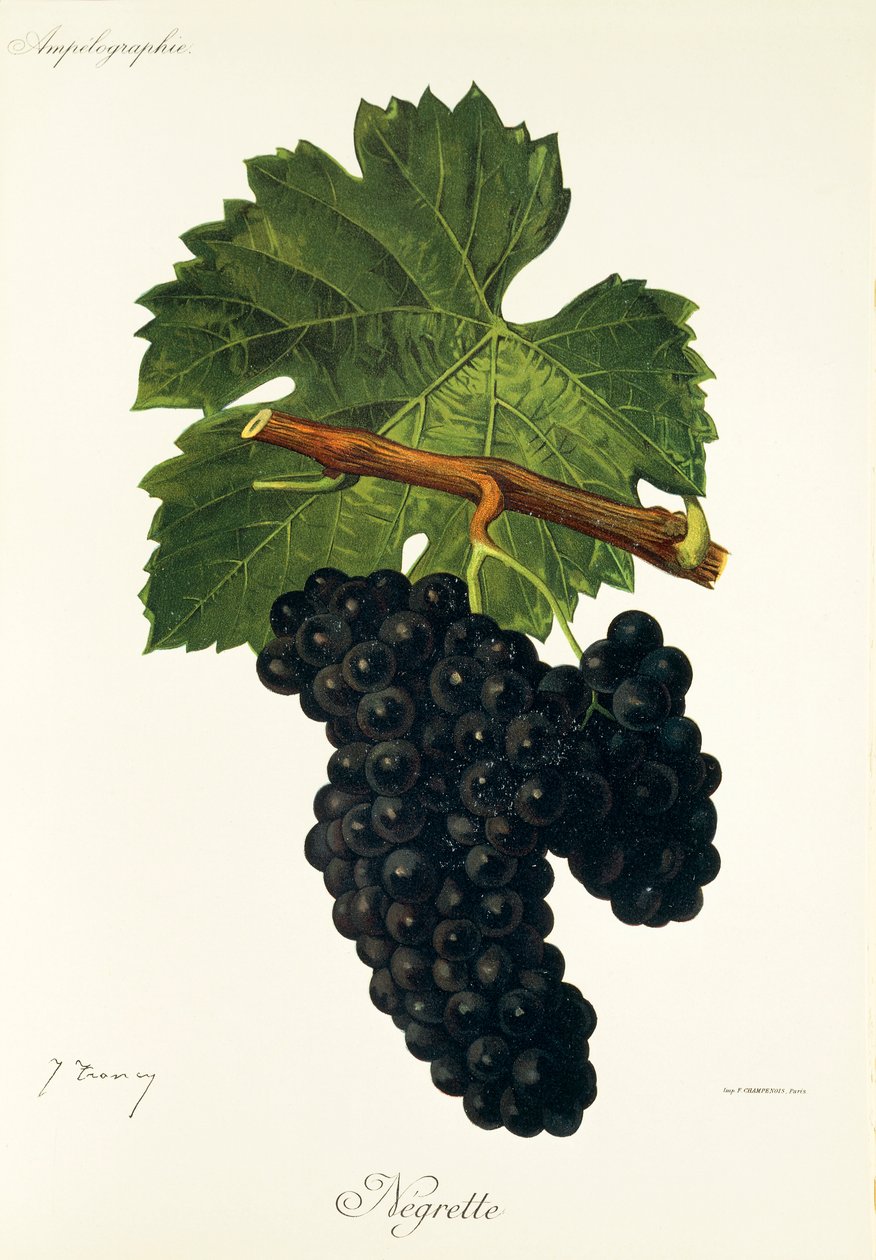 عنب Negrette بواسطة J. Troncy بواسطة جول ترونسي