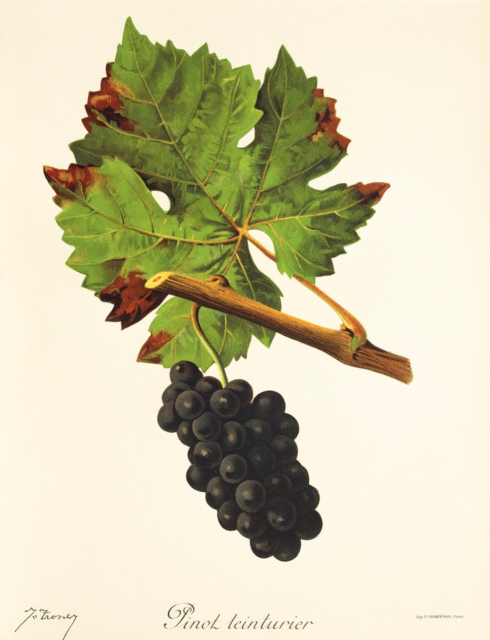 عنب Pinot Teinturier بواسطة J. Troncy بواسطة جول ترونسي