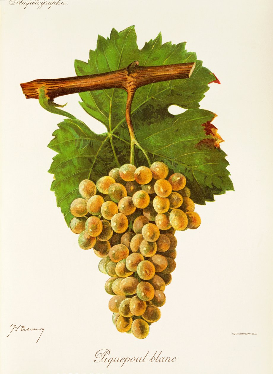 عنب Piquepoul Blanc بواسطة J. Troncy بواسطة جول ترونسي