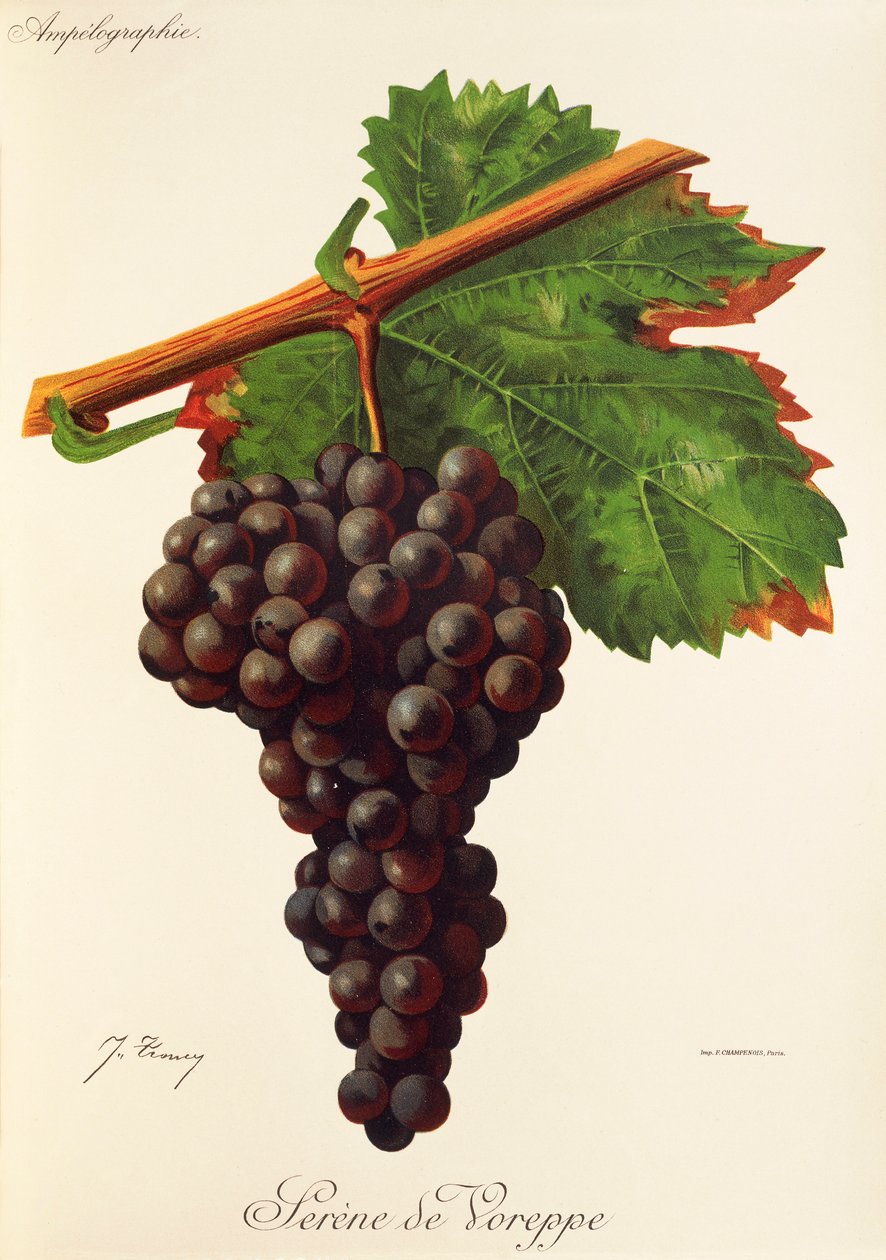 عنب Serene de Voreppe بواسطة J. Troncy بواسطة جول ترونسي