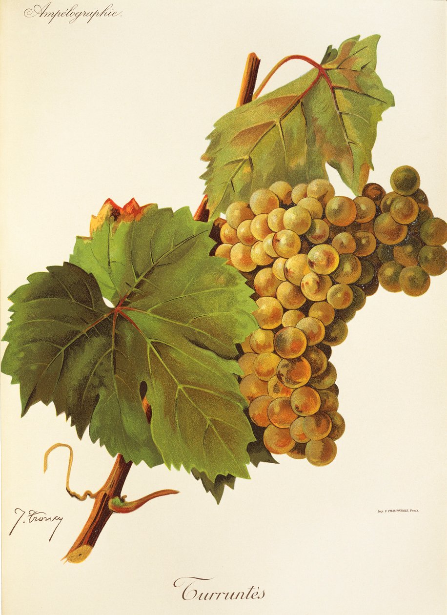Turruntes Grape بواسطة J. Troncy بواسطة جول ترونسي