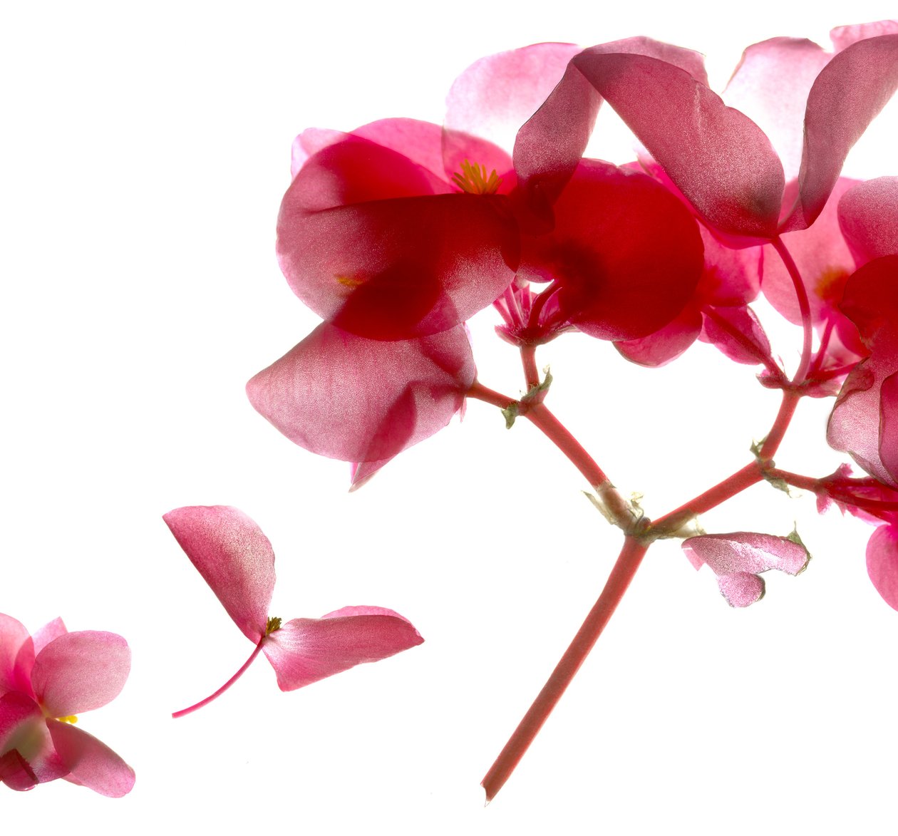Begonia Pink VII (التصوير الرقمي ، الطباعة الرقمية الأصلية) بواسطة جوليا ماكليمور