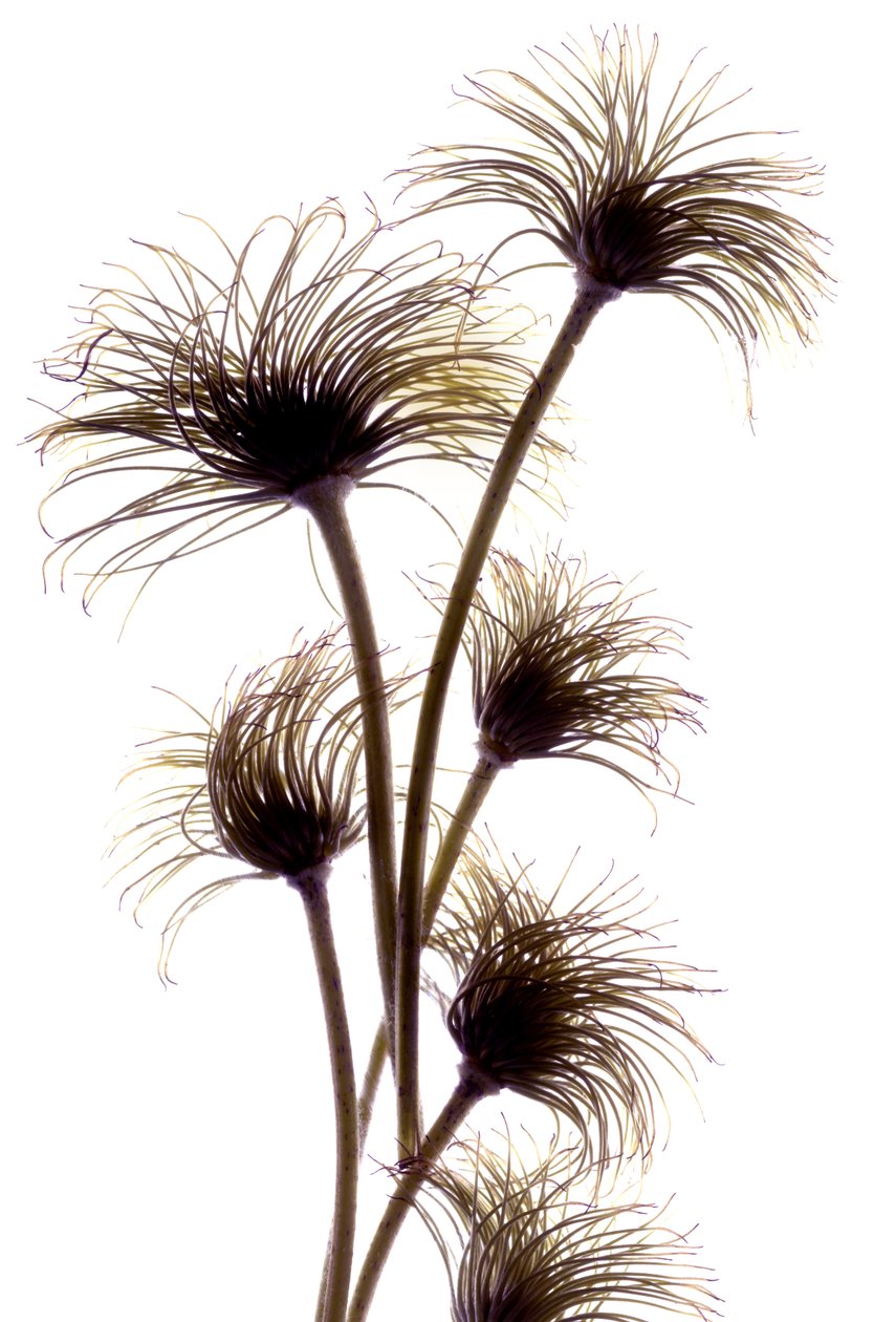 Clematis Buds ، 2010 ، (التصوير الفوتوغرافي الرقمي ، الطباعة الرقمية الأصلية) بواسطة جوليا ماكليمور