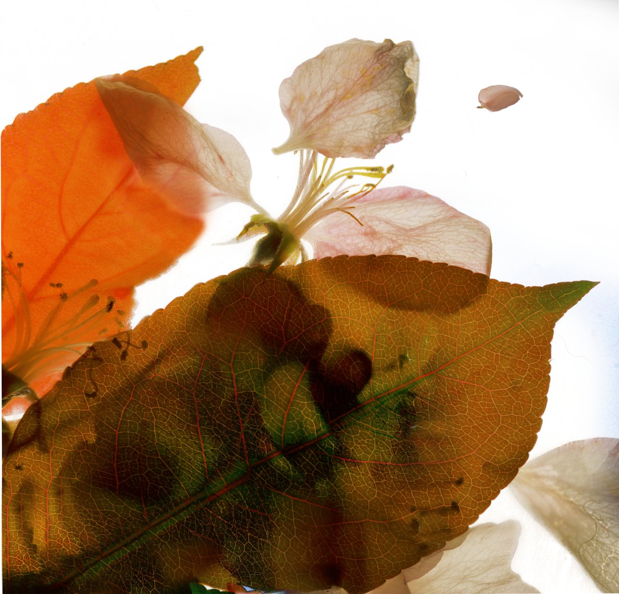 Crabapple Rose I، 2014، (التصوير الفوتوغرافي الرقمي ، الطباعة الرقمية الأصلية) بواسطة جوليا ماكليمور