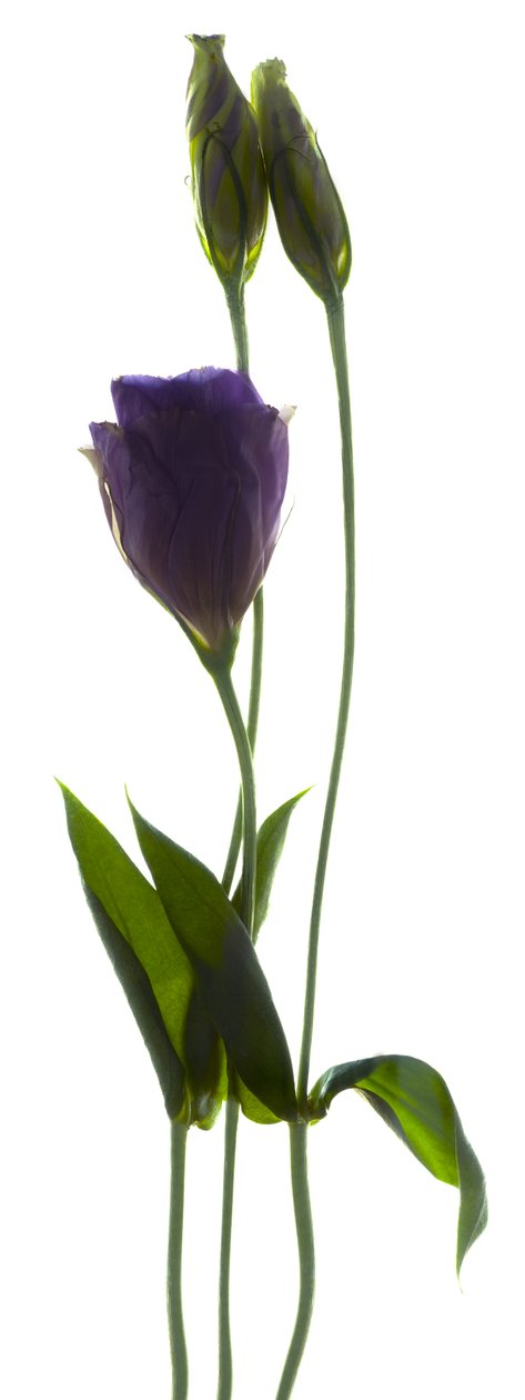 Lisianthus Duo (التصوير الفوتوغرافي الرقمي والطباعة الرقمية الأصلية) بواسطة جوليا ماكليمور