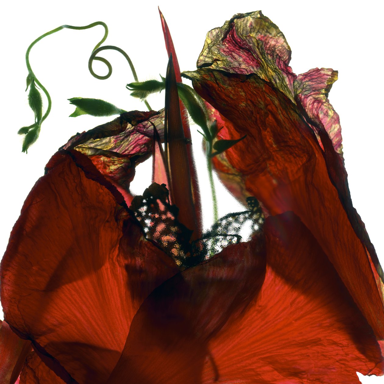 Morning Glory Canna Red (التصوير الفوتوغرافي الرقمي ، الطباعة الرقمية الأصلية) بواسطة جوليا ماكليمور