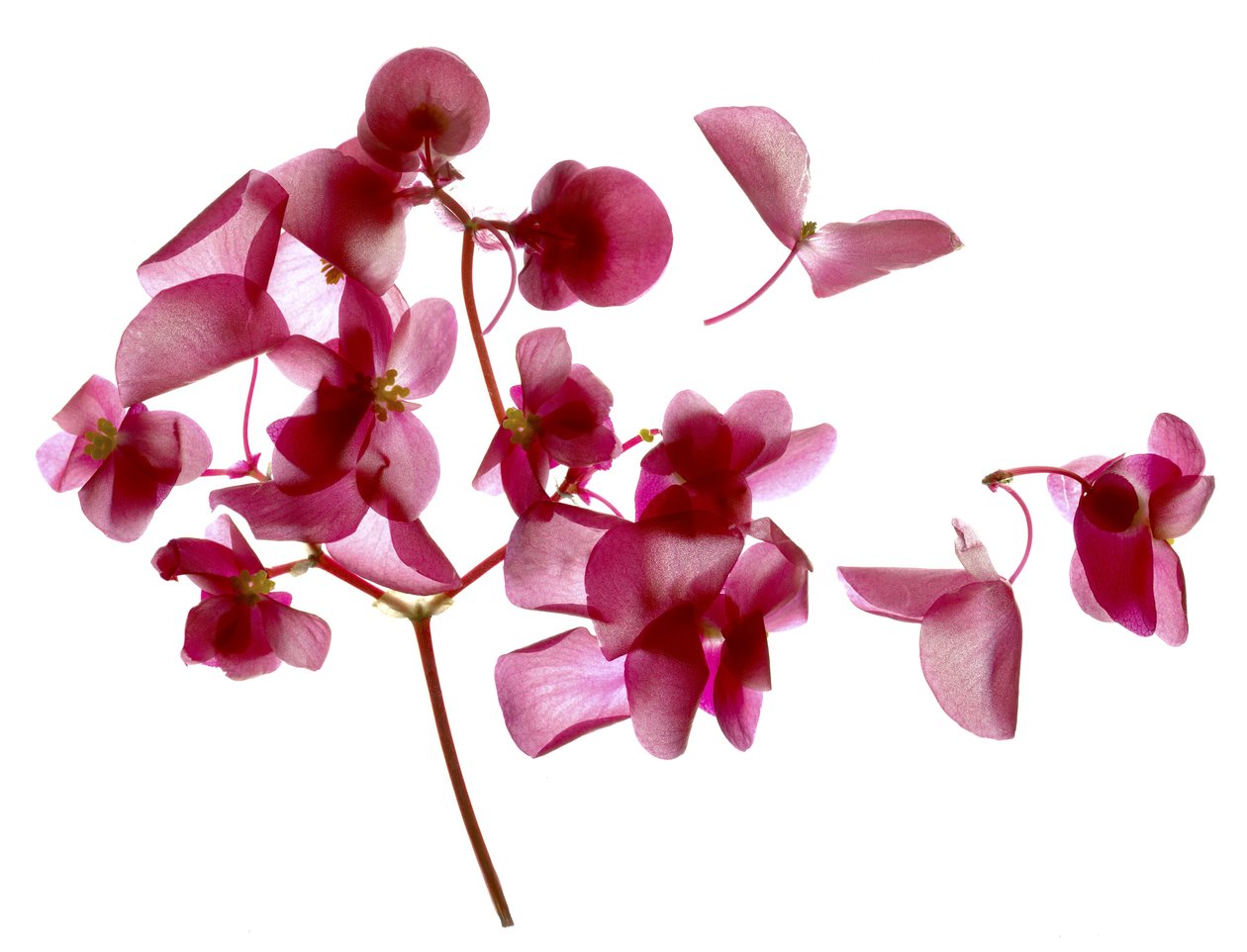 Pink Begonia I (التصوير الرقمي ، الطباعة الرقمية الأصلية) بواسطة جوليا ماكليمور