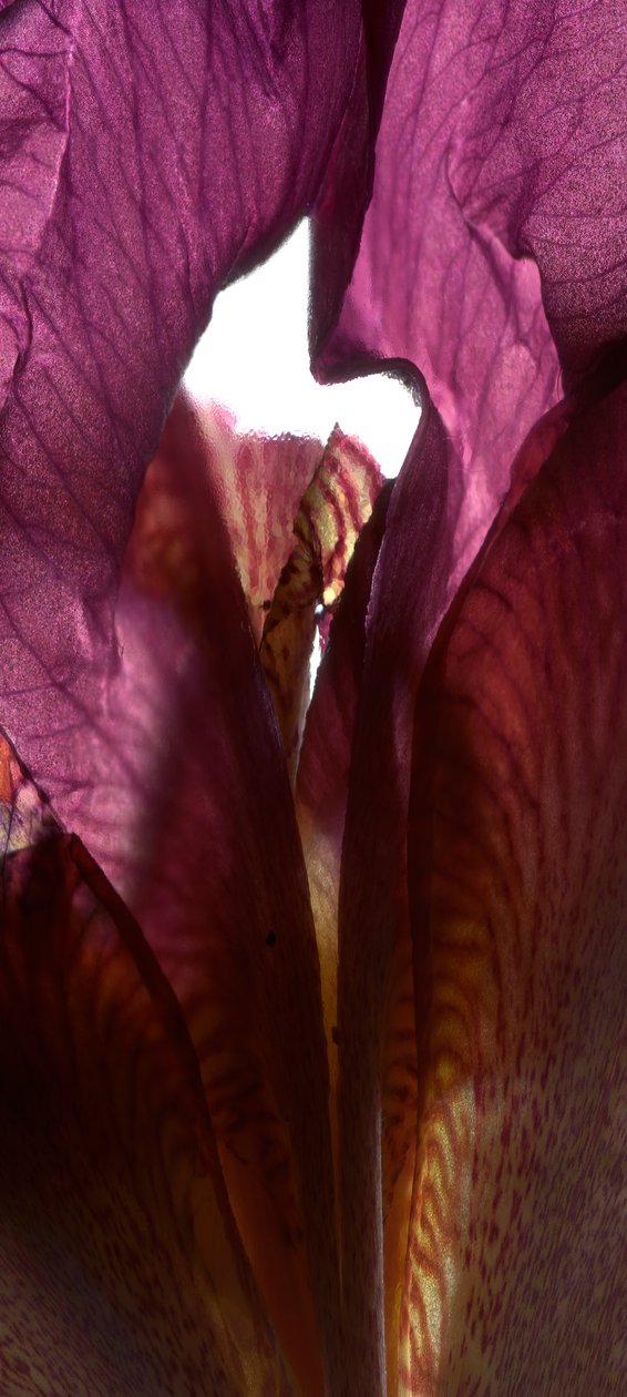 Iris Shrine Purple ، 2011 ، (التصوير الفوتوغرافي الرقمي ، الطباعة الرقمية الأصلية) بواسطة جوليا ماكليمور