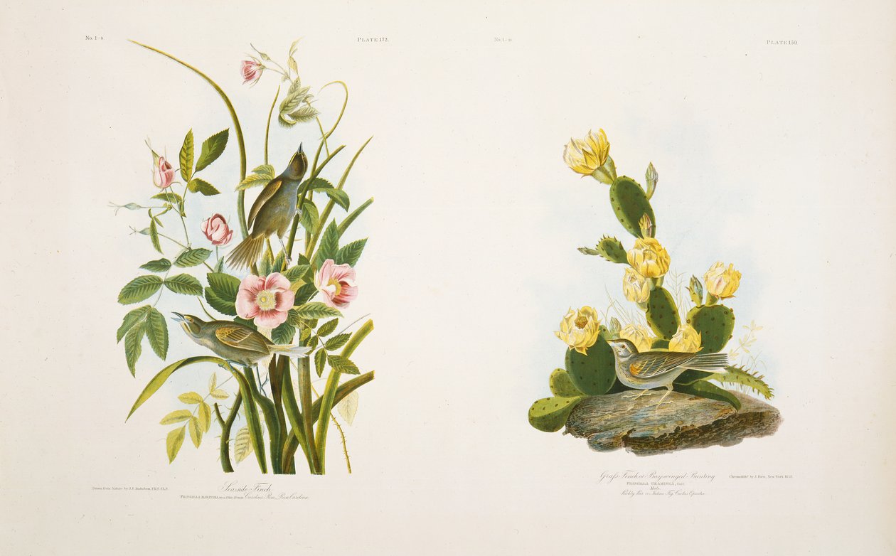 عصفور البحر - جراس فينش ، أو درسة الجناحين ، بعد "طيور أمريكا" لـ JJ Audubon بواسطة يوليوس بين