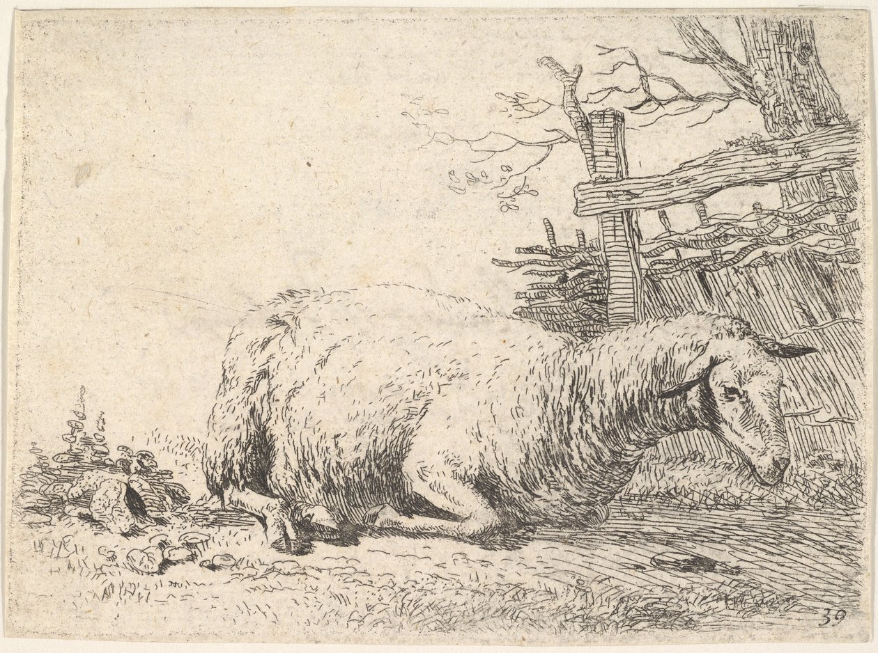 خروف مستلقي مع ساقيه مطوية تحت جسمه بجوار سياج خشبي ، وهي ... ، كاليفورنيا. 1655. بواسطة كاريل دو جاردين