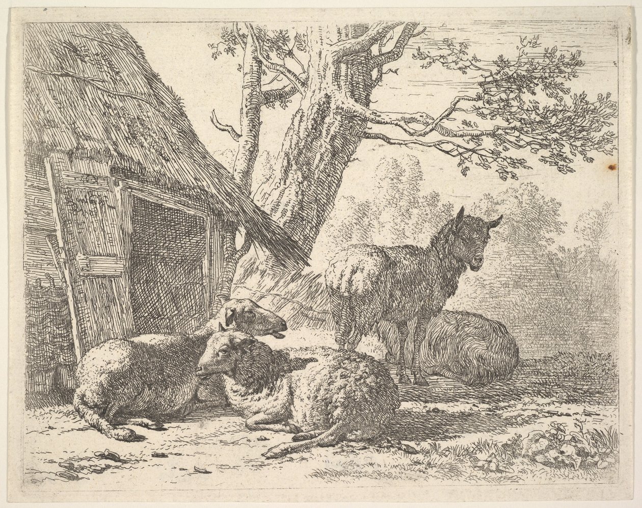 أربعة خروف ، خروف واحد من بين ثلاثة خروف ملقى على الأرض بجانب سقيفة مع ... ، 1658. بواسطة كاريل دو جاردين