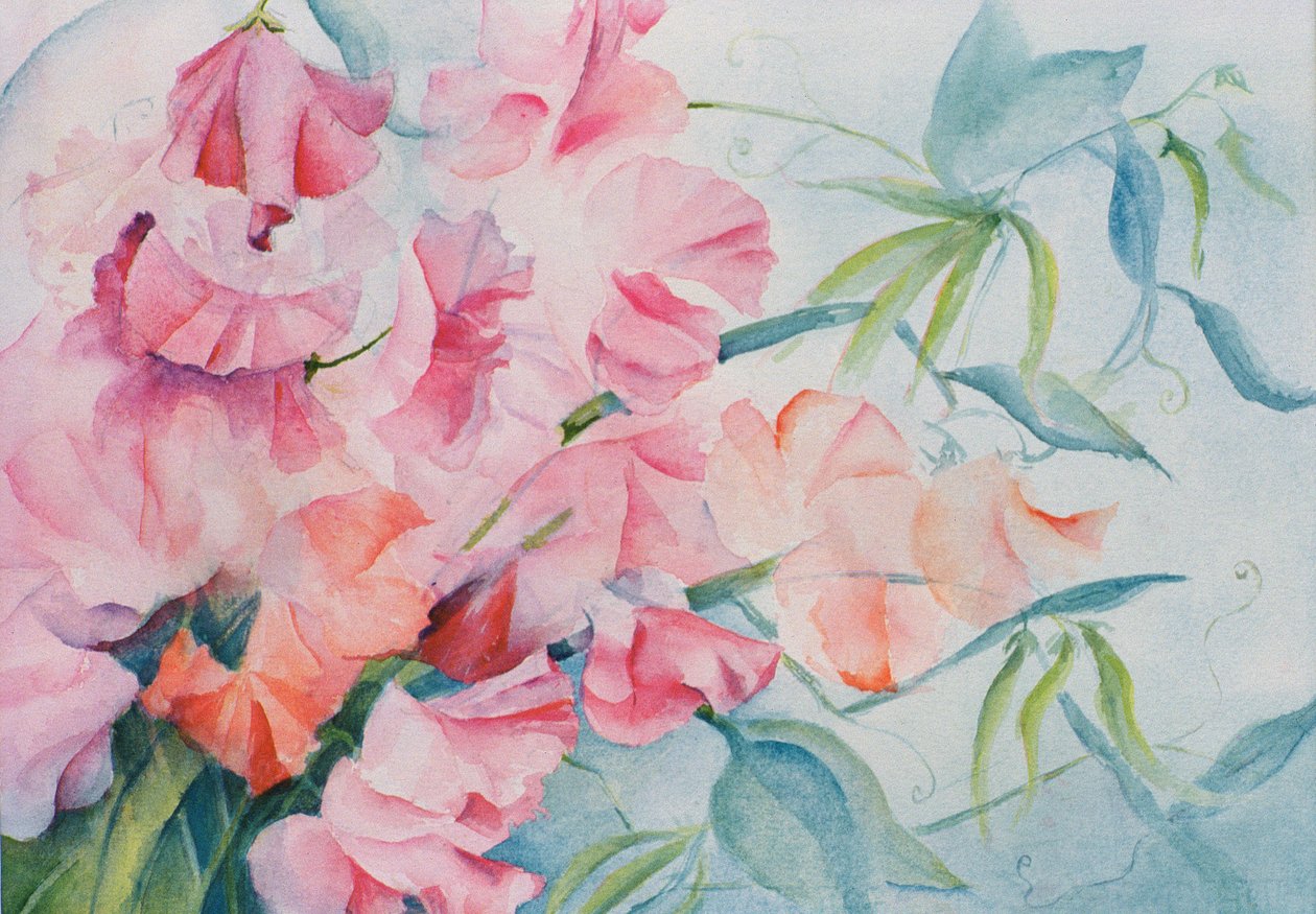 Lathyrus Odoratus ، البازلاء الحلوة (أفقية) بواسطة كارين أرميتاج