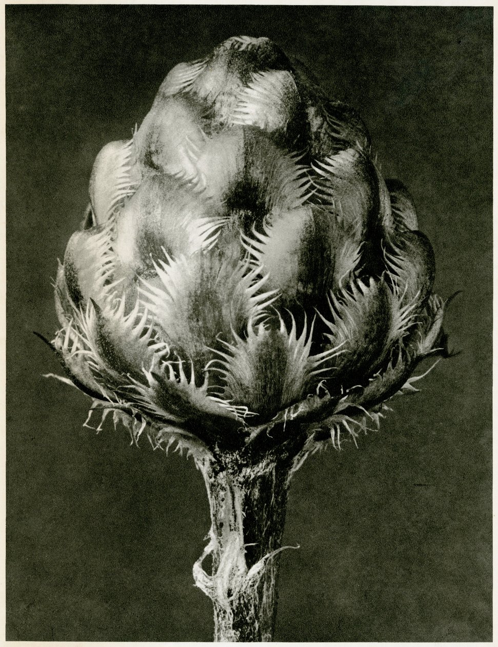 Centaurea Grecesina. 1929 (حفر ضوئي) بواسطة كارل بلوسفيلدت