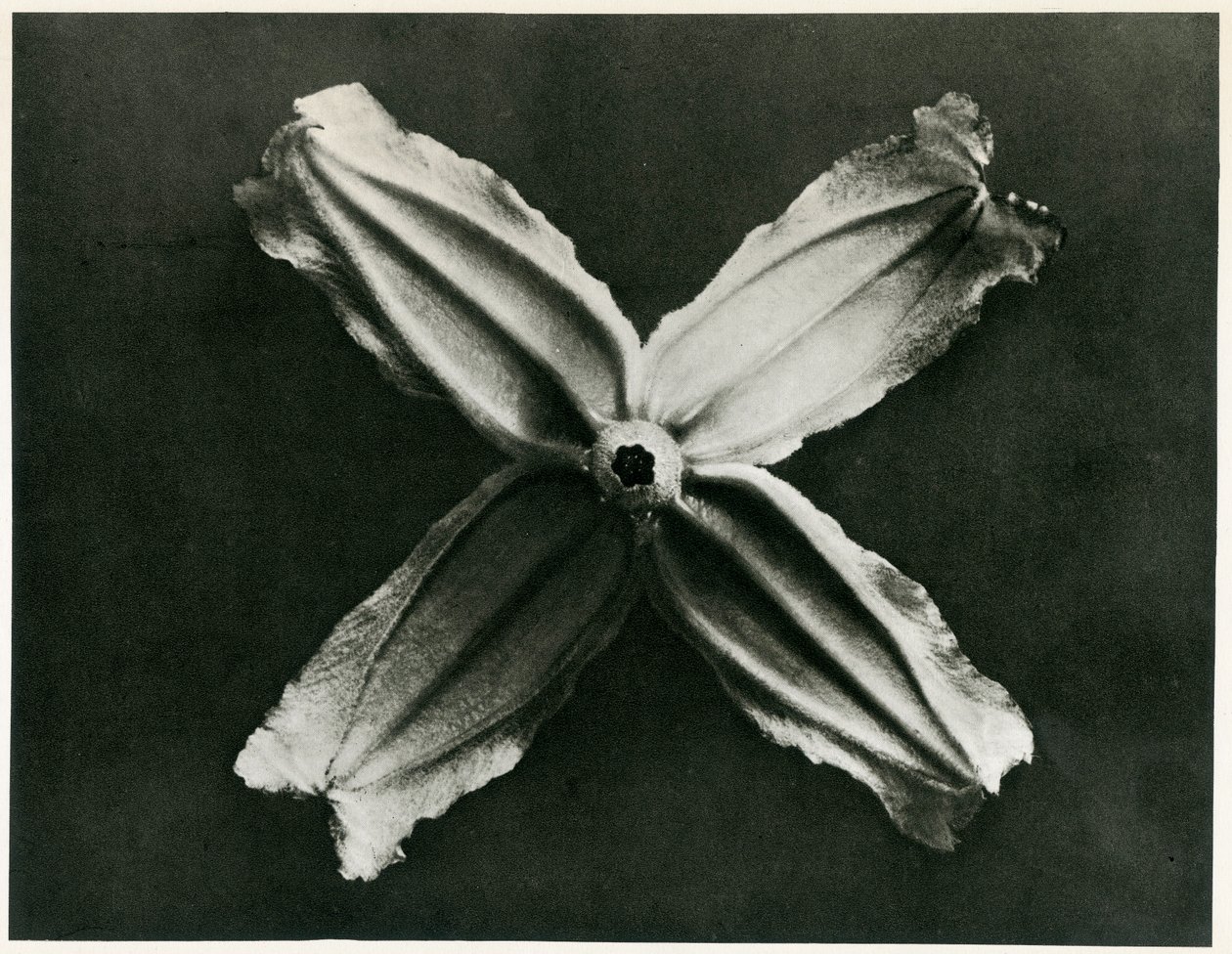 Clematis Integrifolia ، 1929 (حفر ضوئي) بواسطة كارل بلوسفيلدت