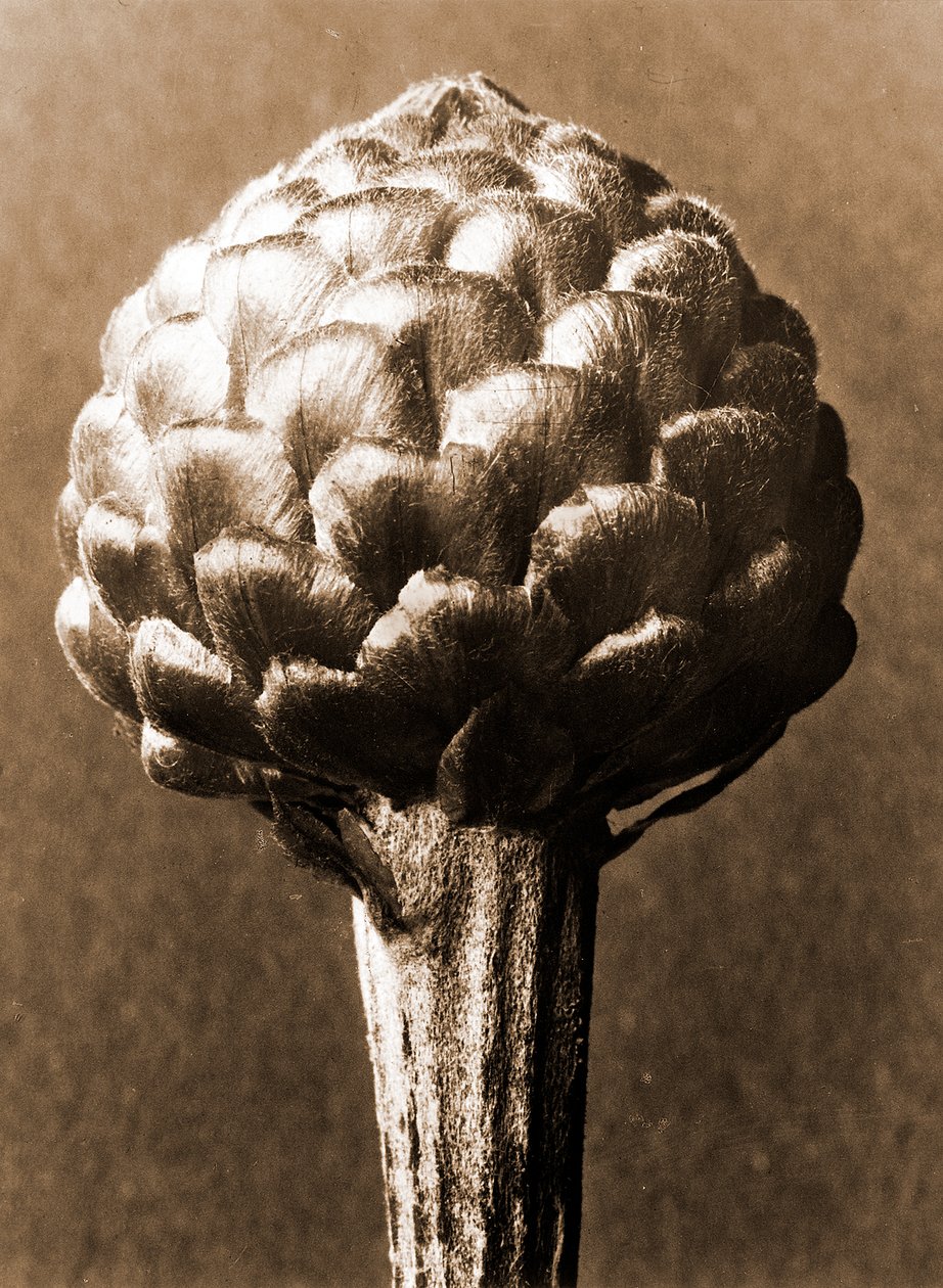Cynara cardunculus 1929 (حفر ضوئي) بواسطة كارل بلوسفيلدت