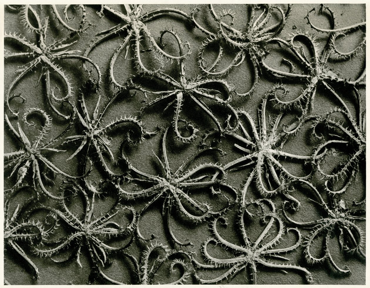 Koelpinia Linearis. 1929 (حفر ضوئي) بواسطة كارل بلوسفيلدت