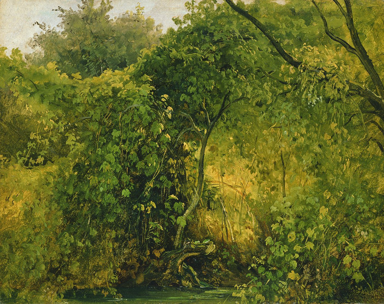 الشجيرات في Pillnitz ، c.1818-28 (زيت على ورق) بواسطة كارل جوستاف كاروس