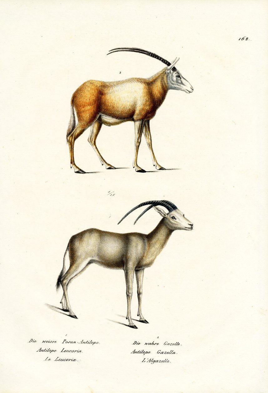 المها العربي ، 1824 بواسطة كارل جوزيف برودمان