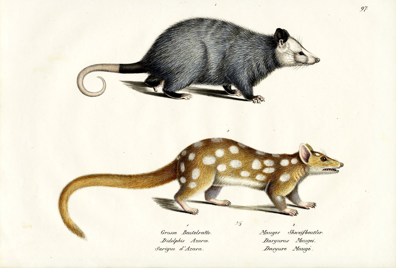 AzaraS Opossum ، 1824 بواسطة كارل جوزيف برودمان