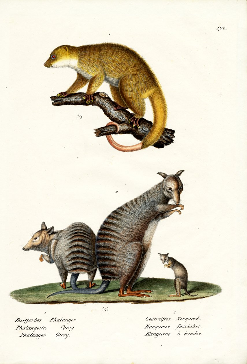 Banded Wallaby ، 1824 بواسطة كارل جوزيف برودمان
