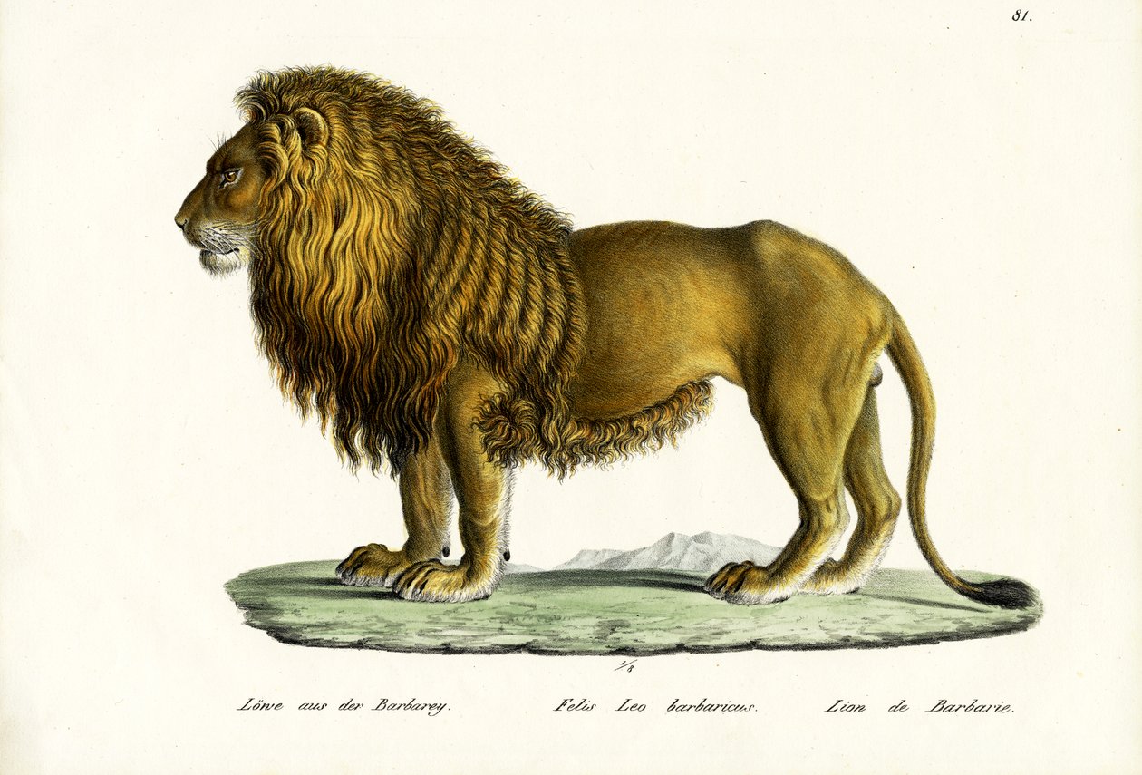 الأسد البربري ، 1824 بواسطة كارل جوزيف برودمان