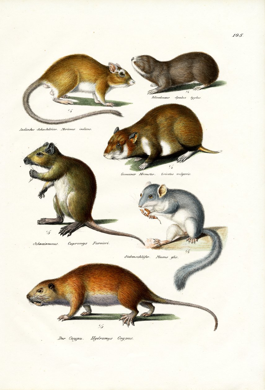 Blindmole ، 1824 بواسطة كارل جوزيف برودمان