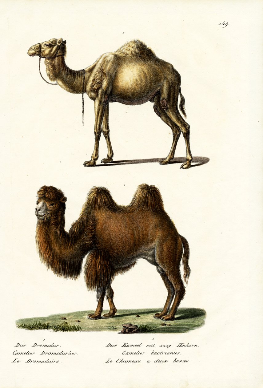 الجمل العربي ، 1824 بواسطة كارل جوزيف برودمان