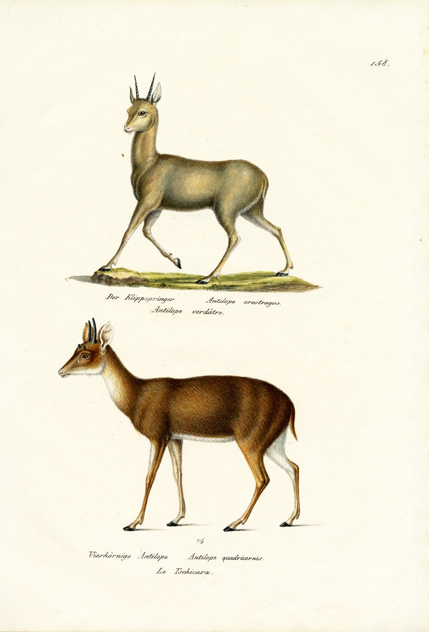 Klipspringer ، 1824 بواسطة كارل جوزيف برودمان