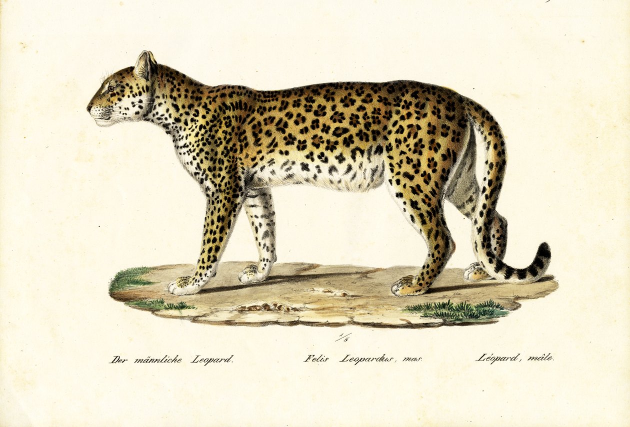 ليوبارد ، 1824 بواسطة كارل جوزيف برودمان