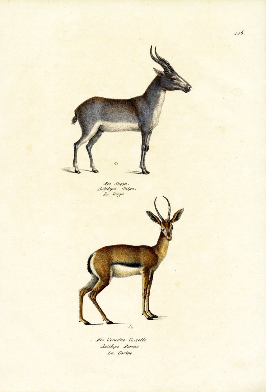 Saiga Antelope ، 1824 بواسطة كارل جوزيف برودمان