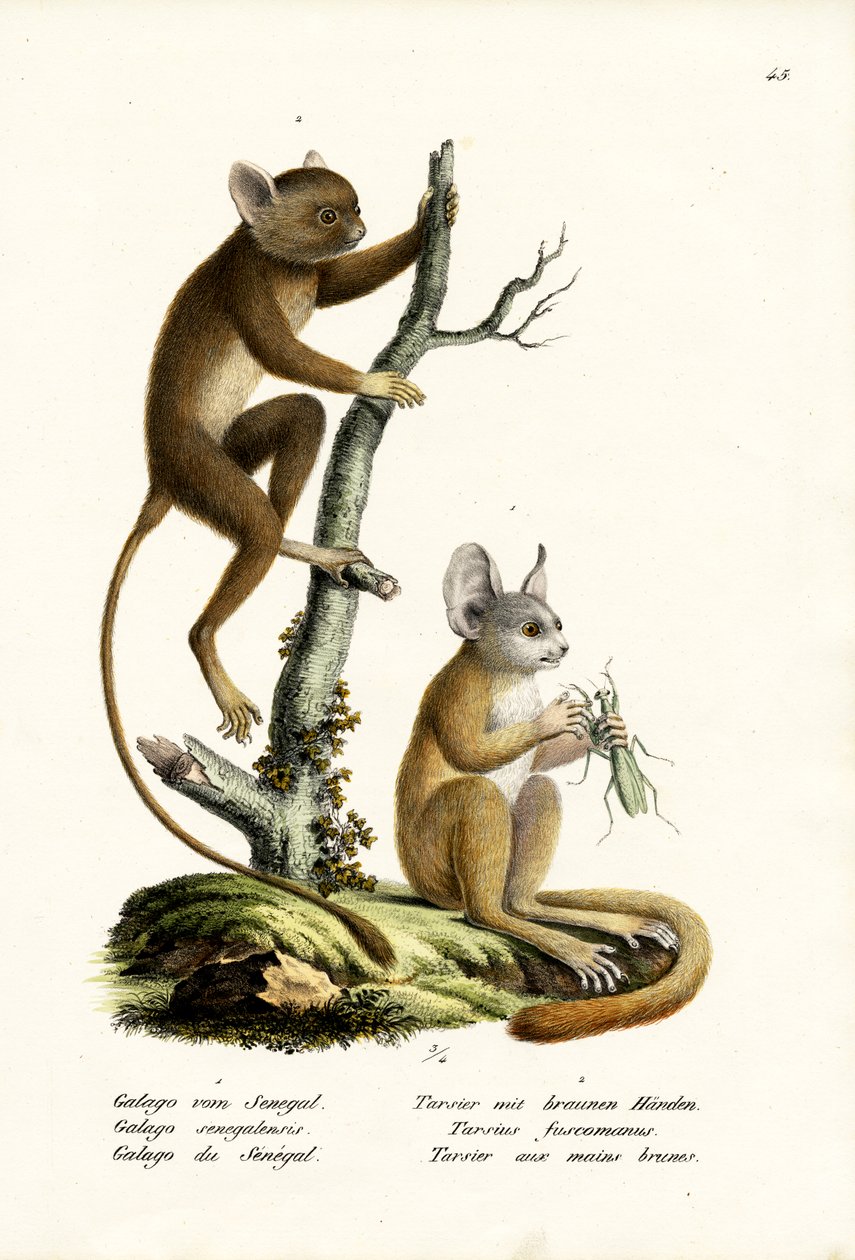 السنغال Bushbaby ، 1824 بواسطة كارل جوزيف برودمان