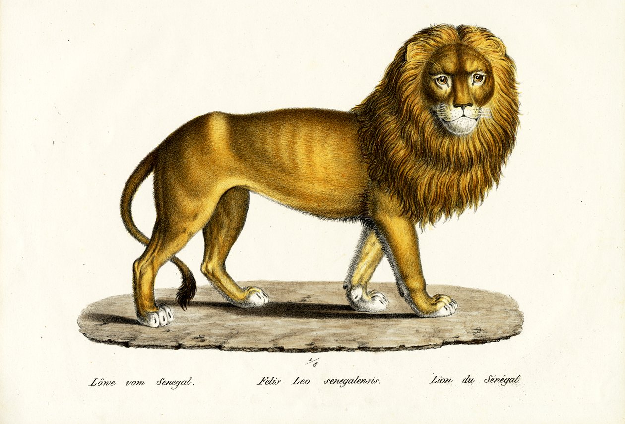 أسد السنغال ، 1824 بواسطة كارل جوزيف برودمان