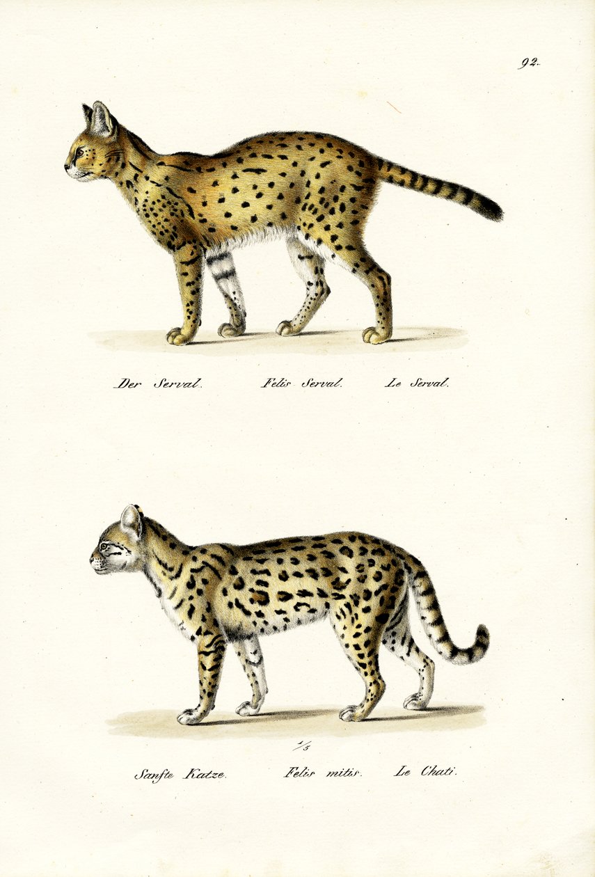 نمر القط ، 1824 بواسطة كارل جوزيف برودمان