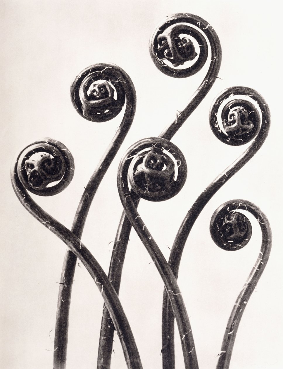 Adiantum Pedatum - سرخس كزبرة البئر الأمريكي ، وسعف ملفوفة يونغ متضخم ثماني مرات بواسطة كارل بلوسفيلدت
