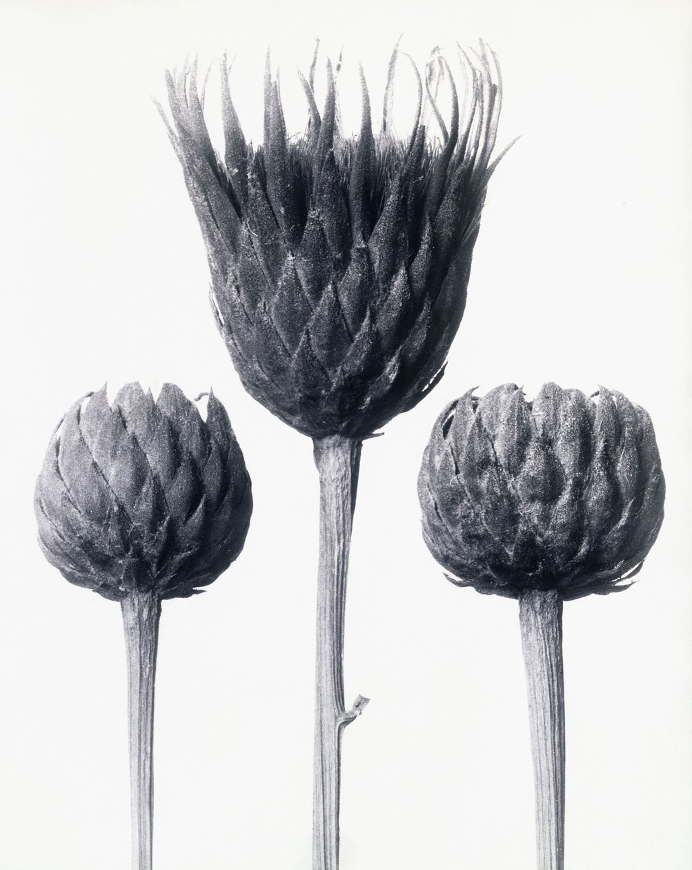 Serratula Nudicaulis (منشار شائع عاري الجذع) ، حوالي عام 1928 (طباعة فضية جيلاتينية) بواسطة كارل بلوسفيلدت