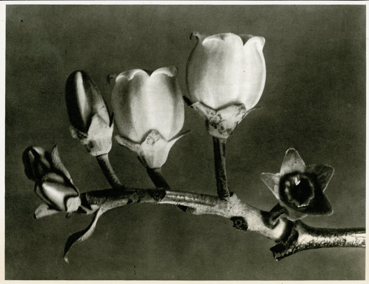 لقاح Corymbosum. 1929 (حفر ضوئي) بواسطة كارل بلوسفيلدت