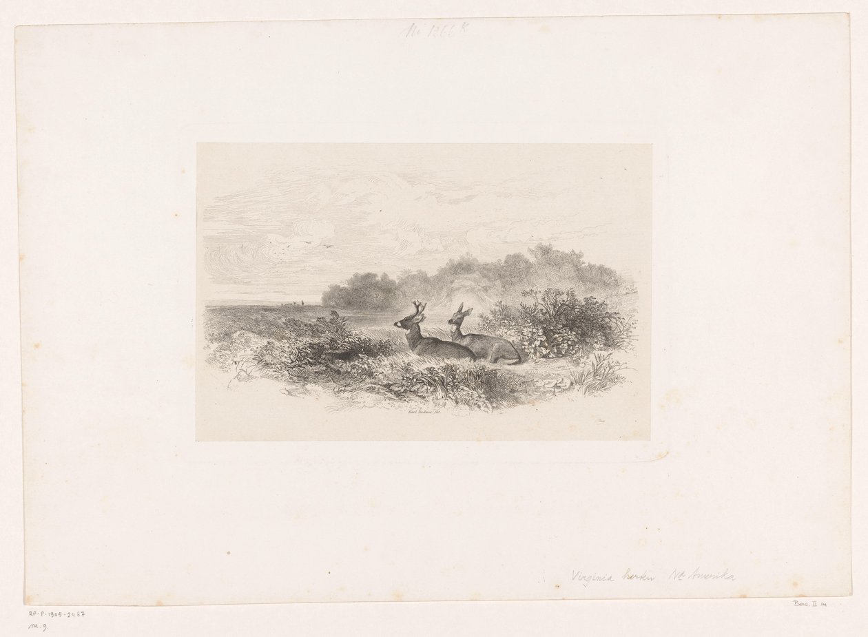 منظر طبيعي مع اثنين من الغزلان ذات الذيل الأبيض المناظر الطبيعية مع الحيوانات (عنوان السلسلة) بواسطة كارل بودمر