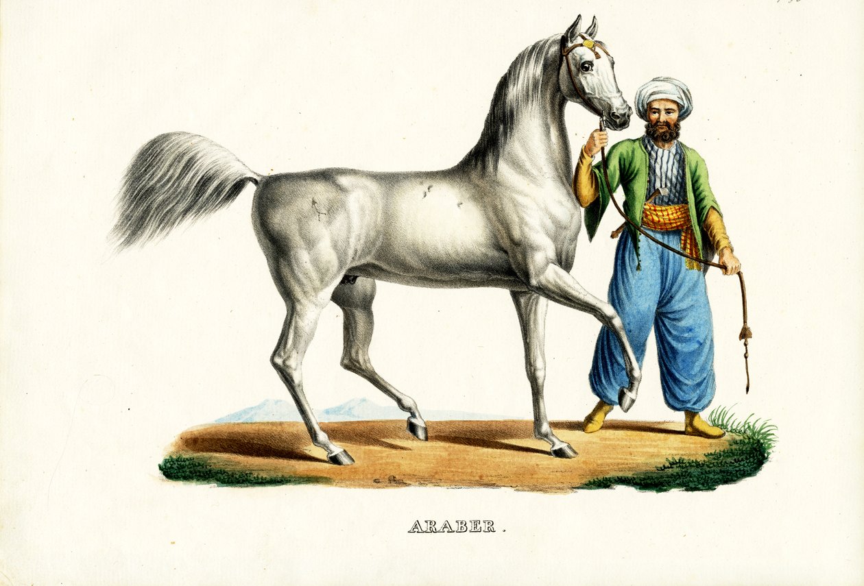 الحصان العربي ، 1824 بواسطة كارل جوزيف برودمان