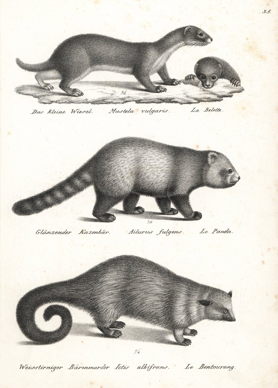 ابن عرس صغير ، Mustela nivalis 1 ، الباندا الحمراء ، Ailurus fulgens 2 ، ضعيف ، و Bearcat ، Arctictis binturong 3 ، ضعيف. الطباعة الحجرية لكارل جوزيف برودمان من كتاب هاينريش رودولف شينز للتاريخ الطبيعي المصور للرجال والحيوانات بواسطة كارل جوزيف برودمان