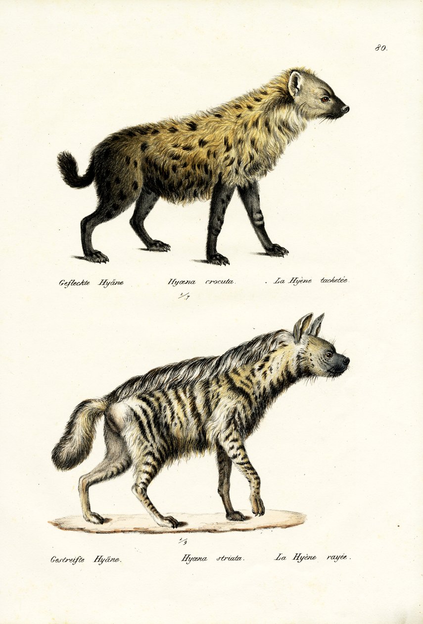 Hyaena المرقطة ، 1824 بواسطة كارل جوزيف برودمان