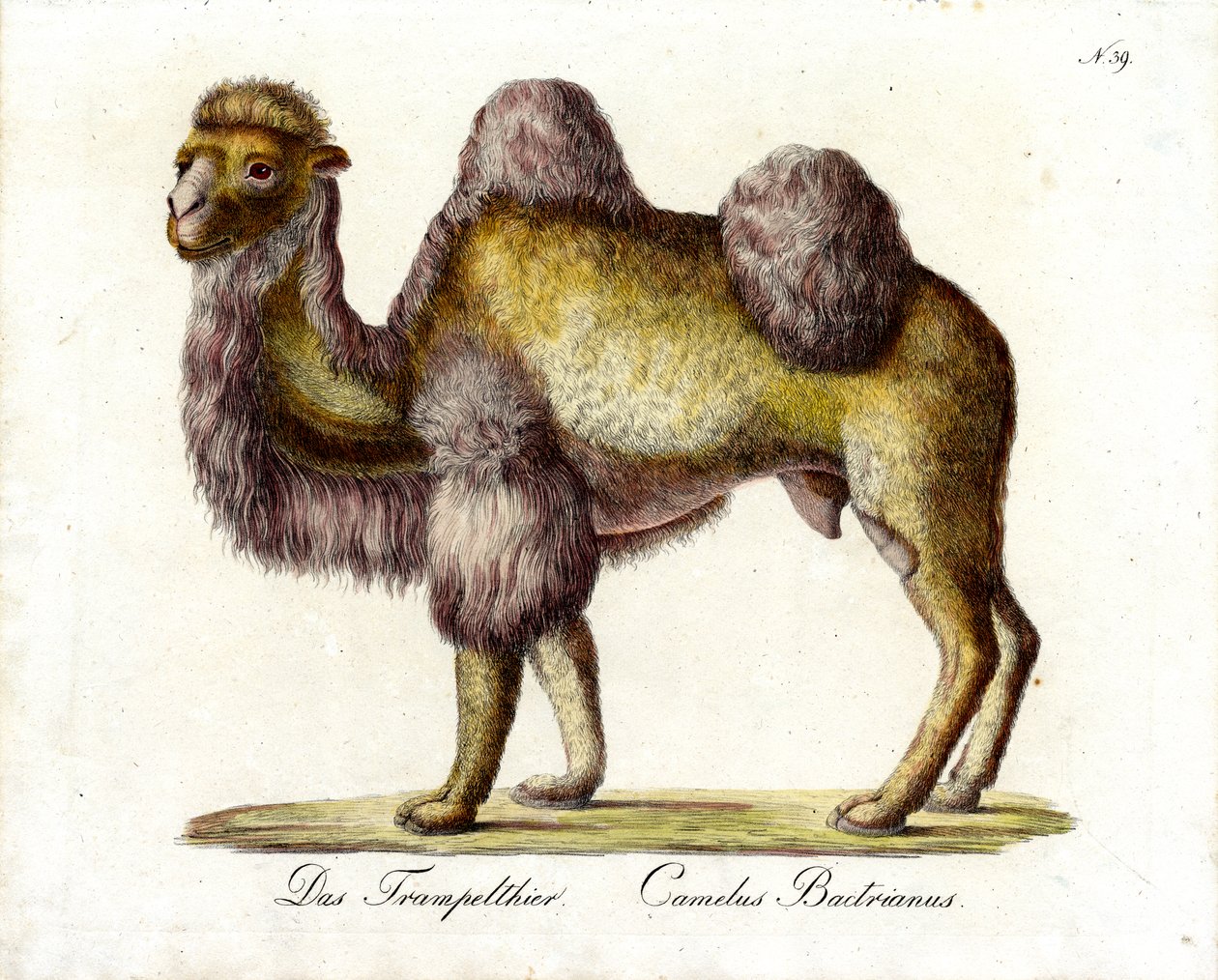  بواسطة كارل جوزيف برودمان
