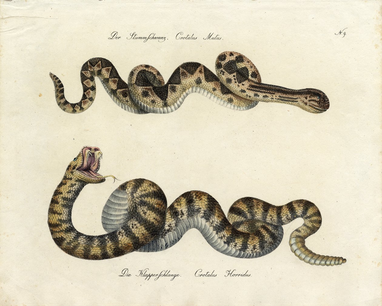 الثعابين السامة (طباعة) بواسطة كارل جوزيف برودمان
