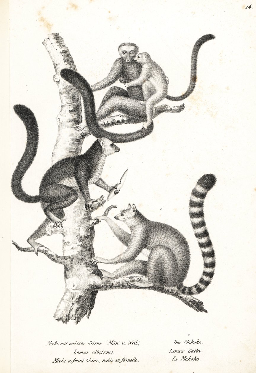 ليمور أبيض الرأس ، Eulemur albifrons ، ذكر وأنثى ، مهدد بالانقراض 1 ، ليمور حلقي الذيل ، Lemur catta ، مهدد بالانقراض 2. طباعة حجرية بواسطة Karl Joseph Brodtmann من كتاب Heinrich Rudolf Schinz للتاريخ الطبيعي المصور للرجال والحيوانات بواسطة كارل جوزيف برودمان
