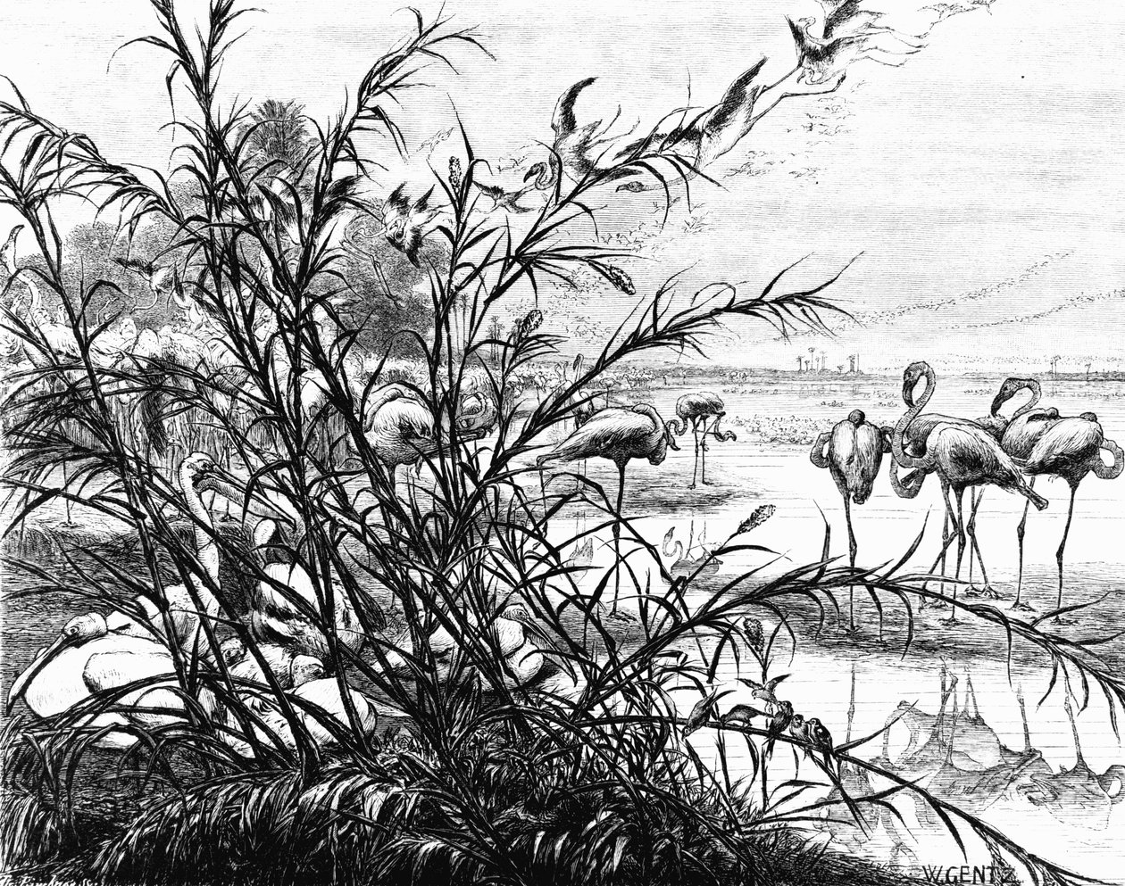 برلمان الطيور على بحيرة مناله ، 1880 بواسطة كارل فيلهلم جينتز