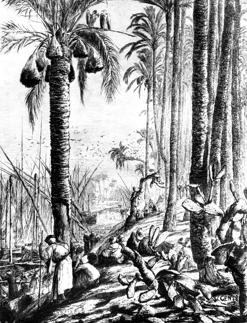 حواف القناة المحمودية 1880 بواسطة كارل فيلهلم جينتز