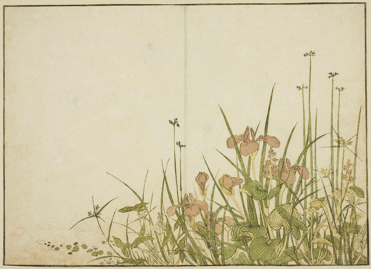 أزهار الصيف: قزحية وجزر الماء ، من كتاب "مرآة النساء الجميلات في أحياء المتعة (Seiro bijin awase sugata kagami)" المجلد. 1 بواسطة كاتسوكاوا شونشو