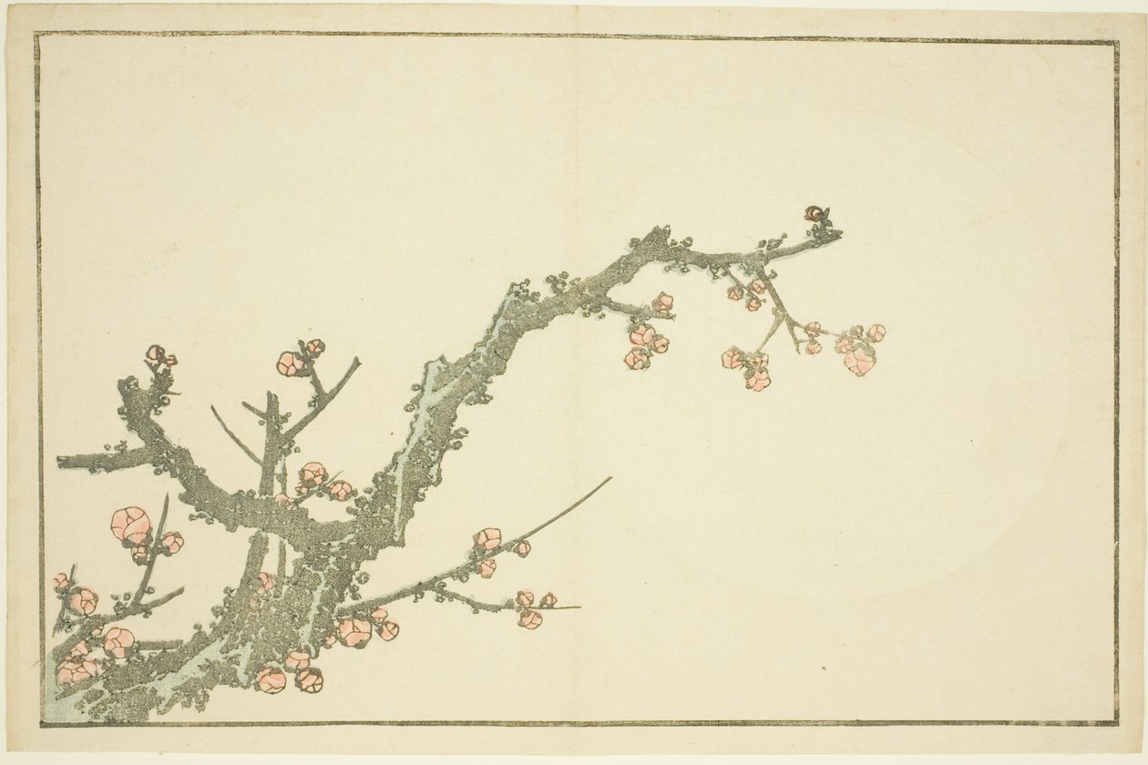 شجرة البرقوق المزهرة ، من الكتاب المصور للوحات الواقعية لهوكوساي (Hokusai shashin gafu) بواسطة كاتسوشيكا هوكوساي